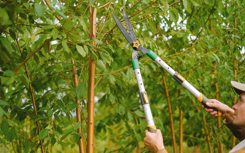 Tree trimming in Coggon, IA